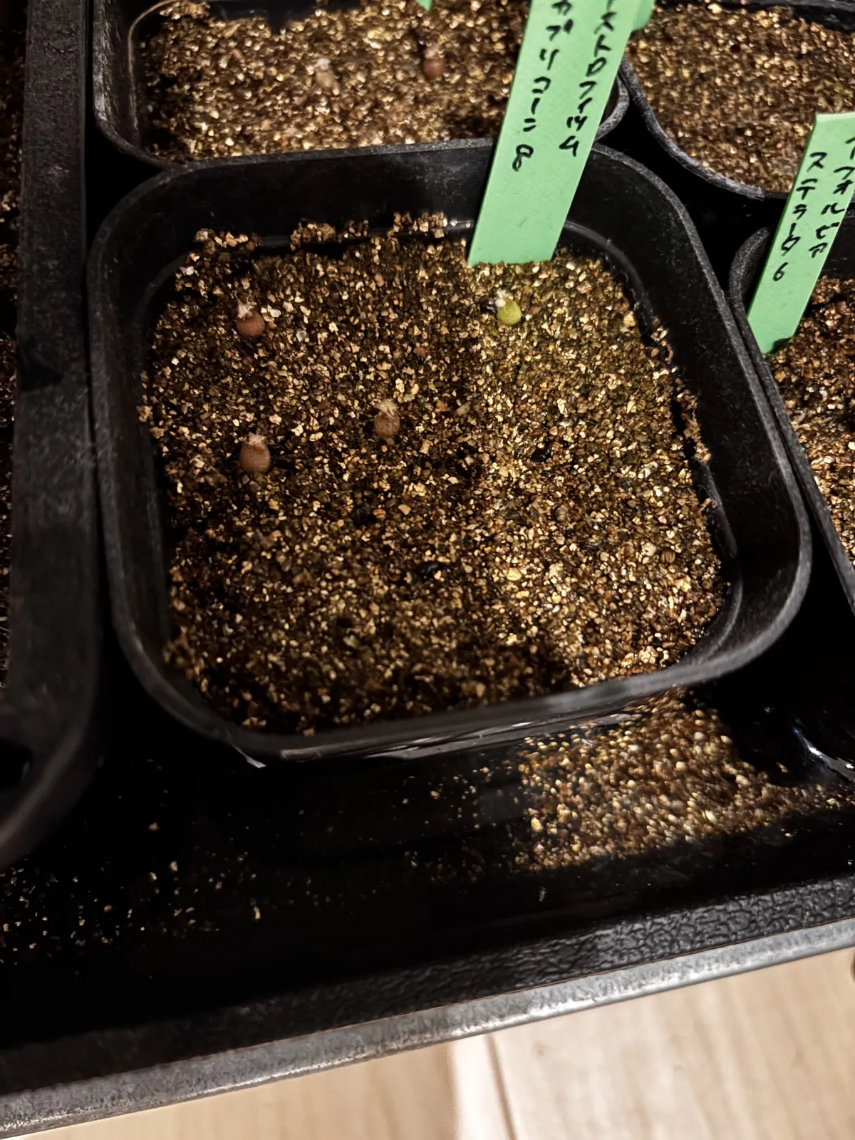 Astrophytum capricorne (アストロフィツム カプリコーン)