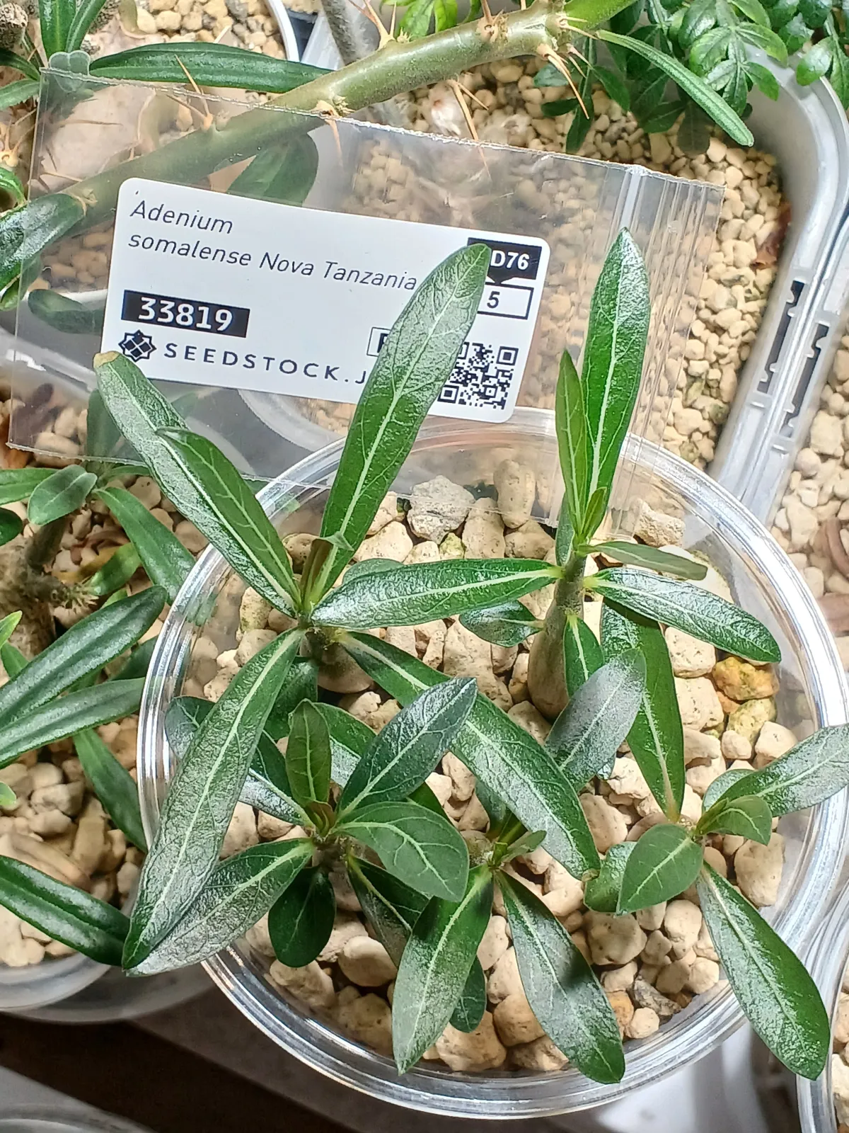 Adenium obesum Nova Tanzania (アデニウム ノヴァ タンザニア)