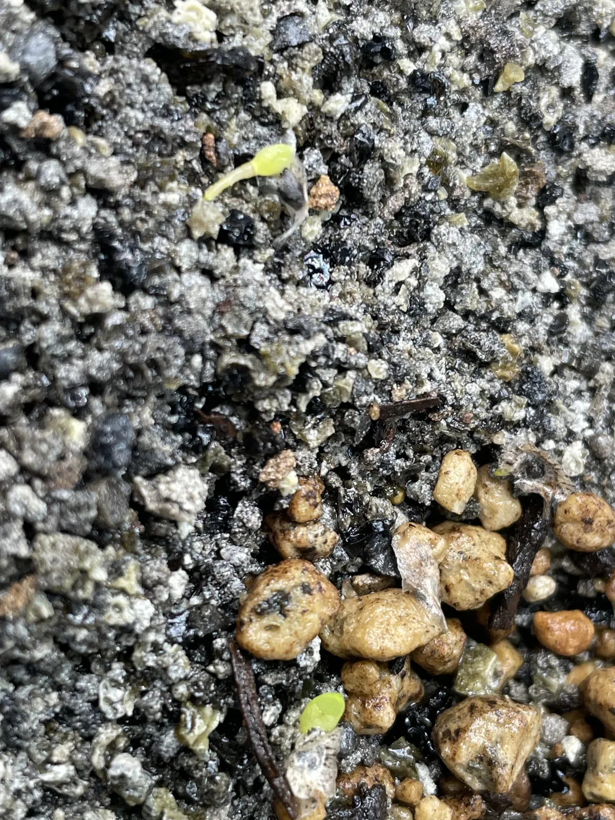 Aloe chabaudii (アロエ チャバウディー)