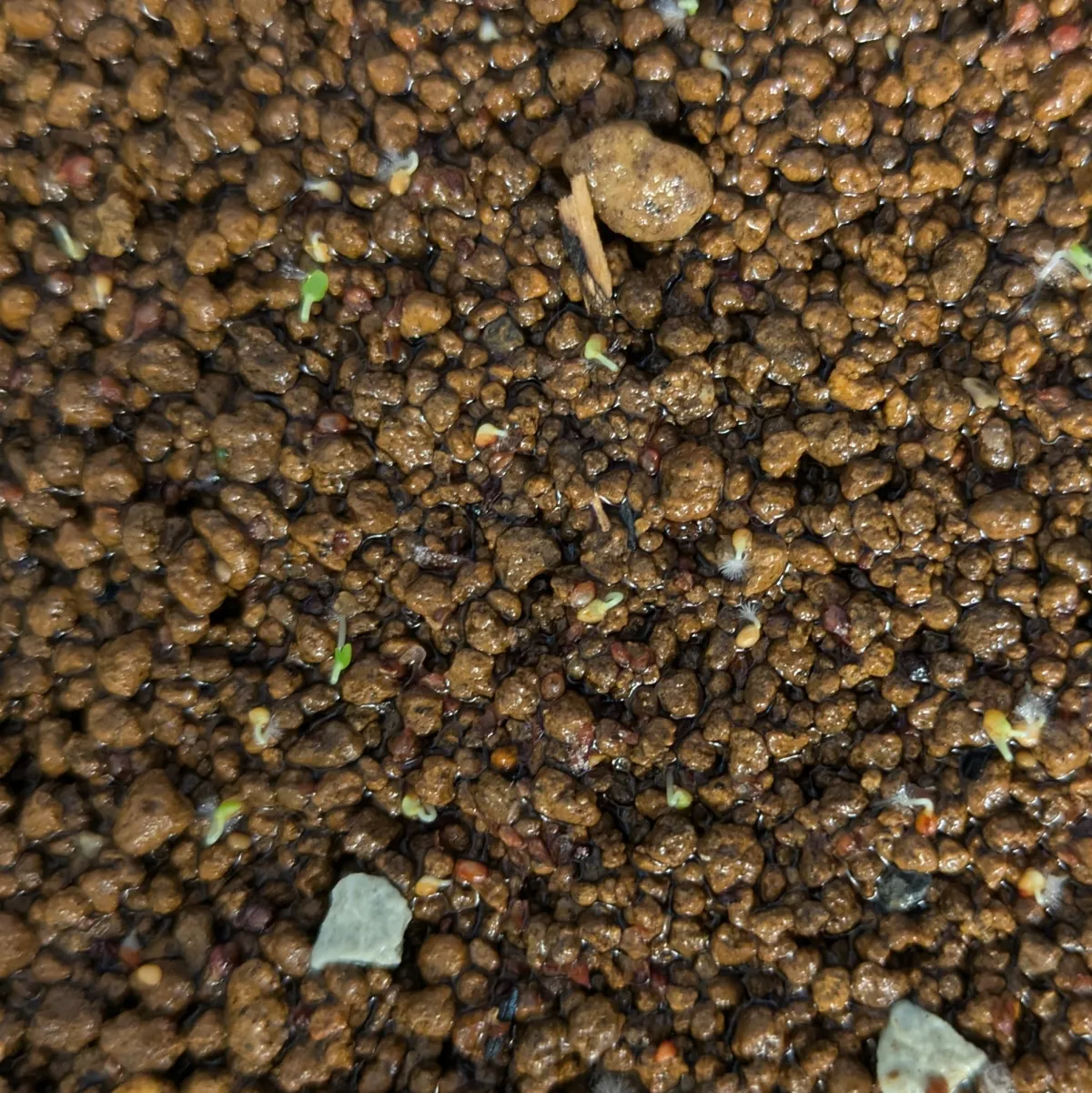 Ficus petiolaris (フィカス ペティオラリス)