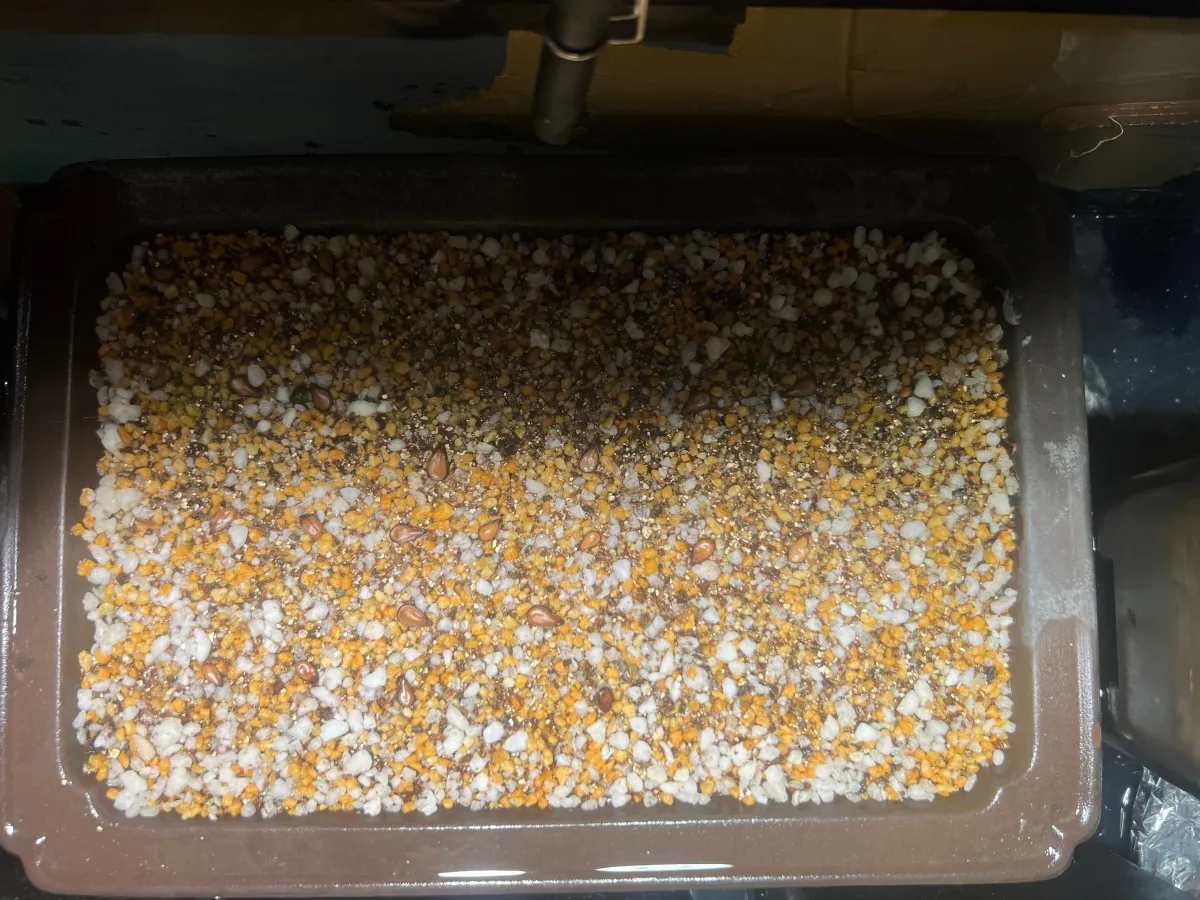 Pachypodium windsorii (パキポディウム ウィンゾリー)