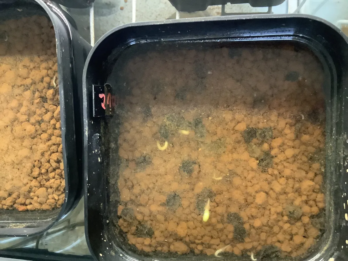 Agave macroacantha (アガベ マクロアカンサ 八荒殿)