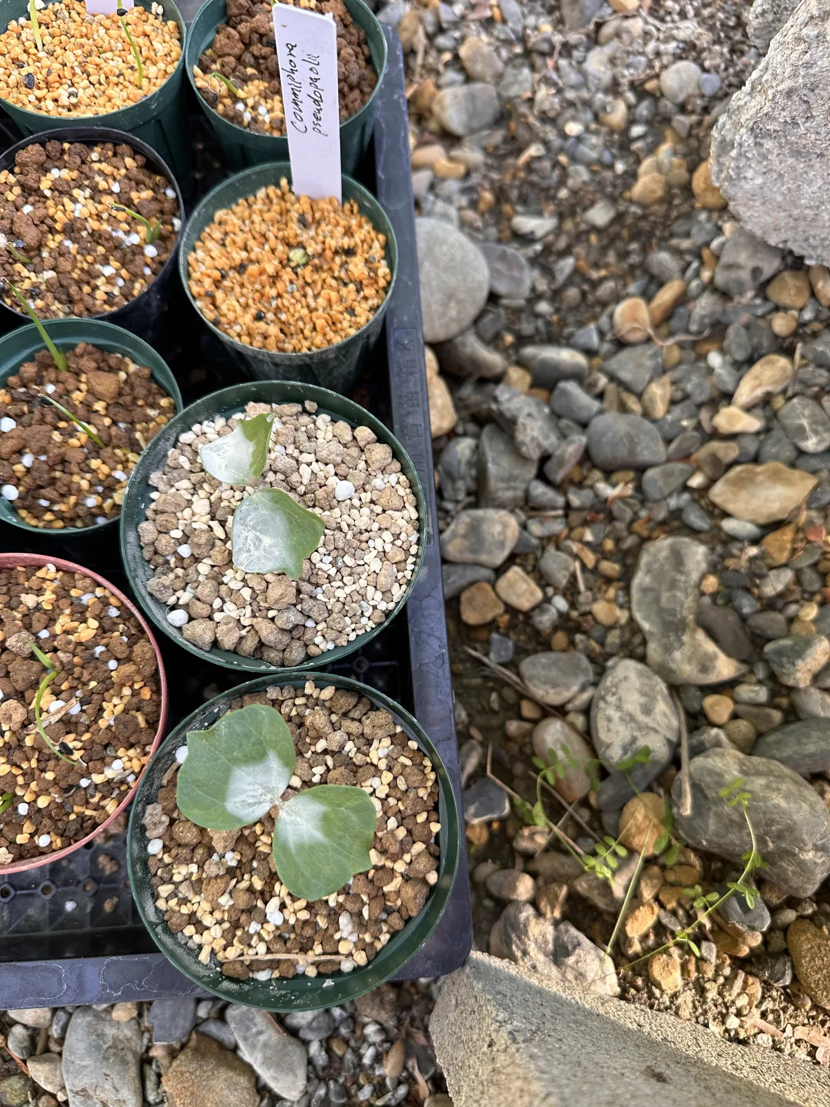 Commiphora pseudopaolii (コミフォラ スードウパオリー)