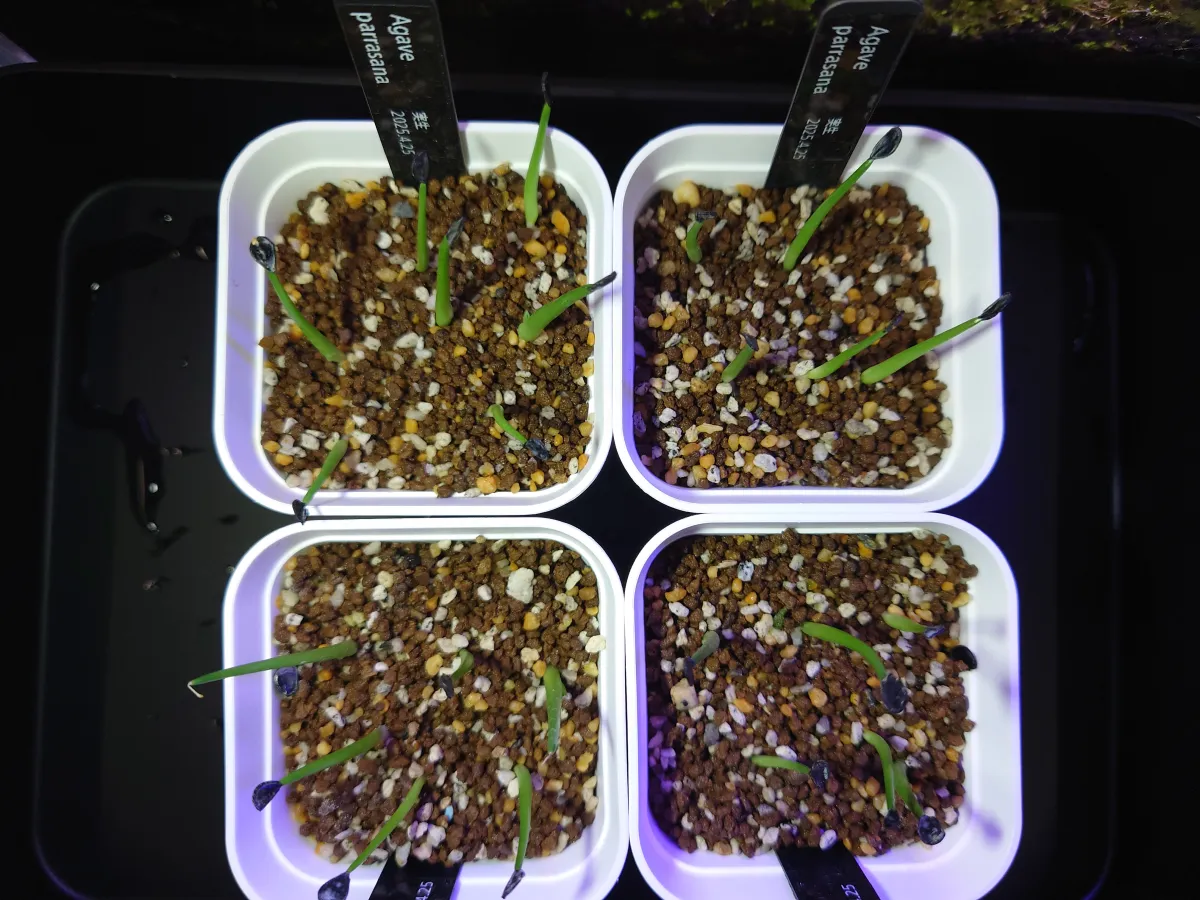 Agave parrasana (アガベ パラサナ)