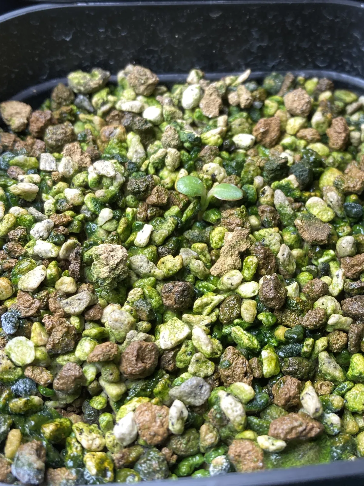 Euphorbia primulifolia var. primulifolia (ユーフォルビア プリムリフォリア)