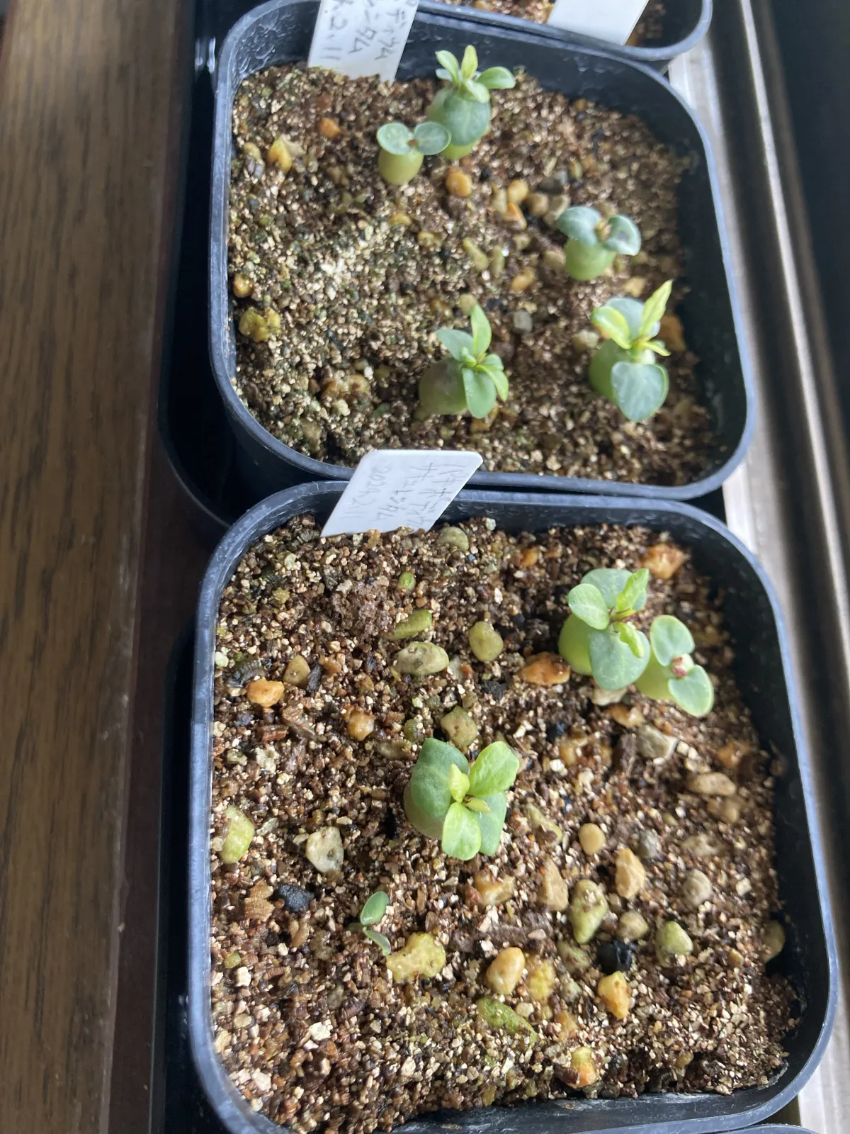 Pachypodium succulentum (パキポディウム サキュレンタム 天馬空)