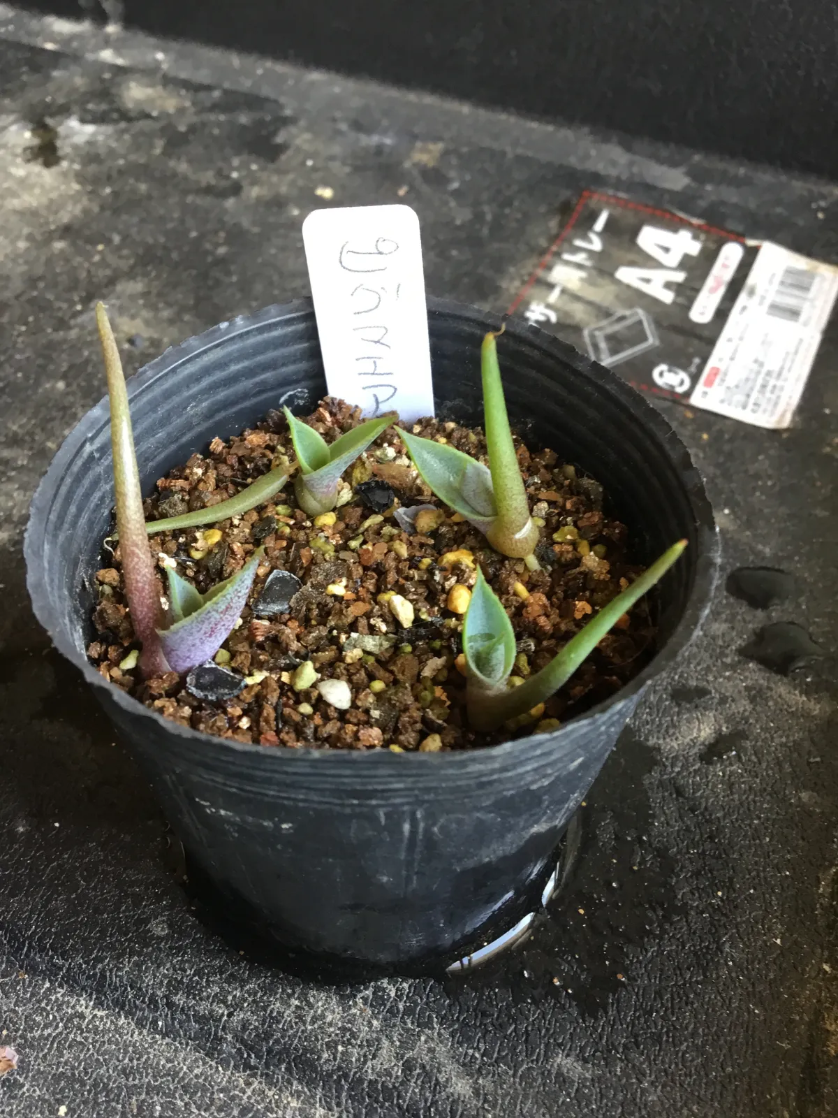 Agave seemanniana (アガベ ピグマエア)