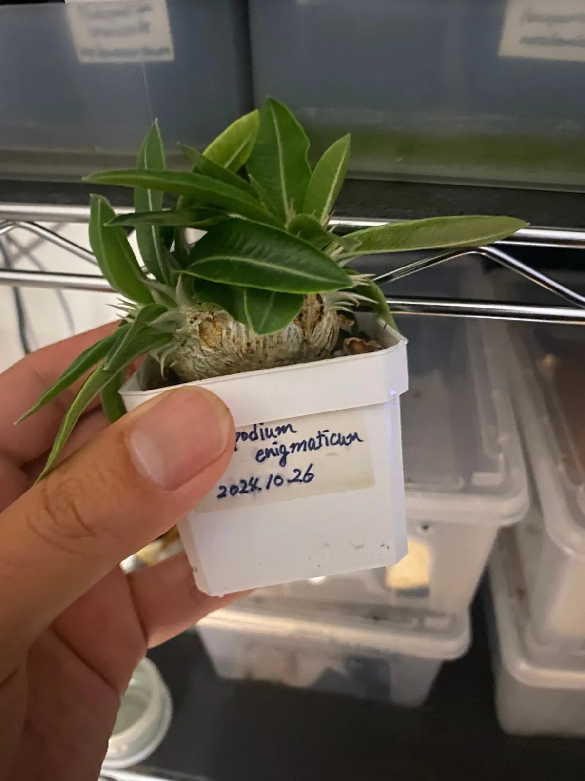 Pachypodium enigmaticum (パキポディウム エニグマチカム)