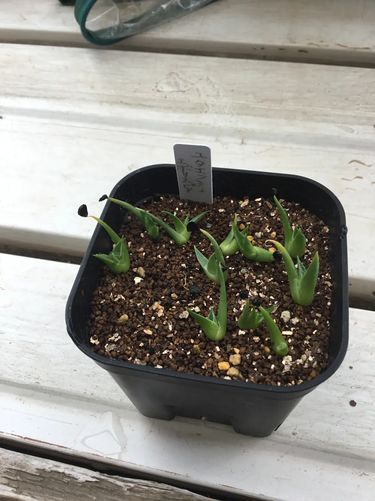 Agave utahensis var. eborispina (アガベ エボリスピナ)