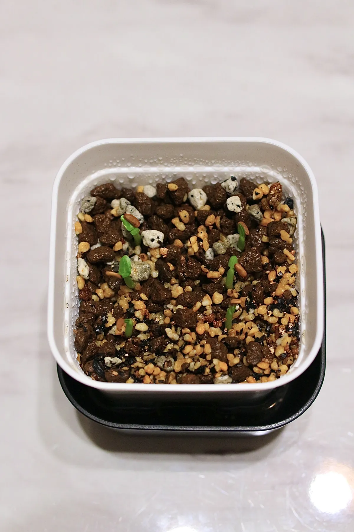 Pachypodium rosulatum var. inopinatum (パキポディウム イノピナツム)