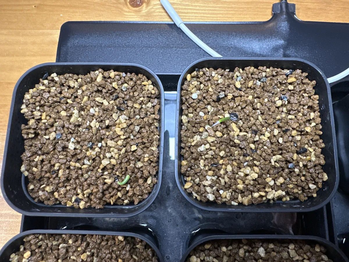 Agave horrida 'Chocolate Thorn' (アガベ ホリダ チョコレートソーン)