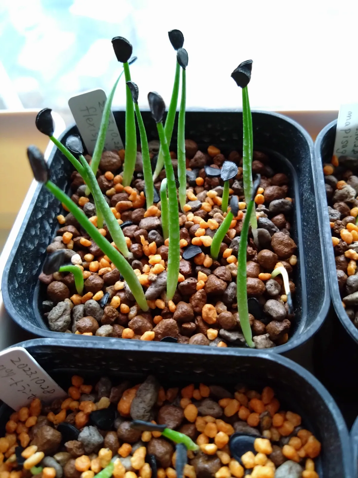 Agave flexispina (アガベ フレキシスピナ)