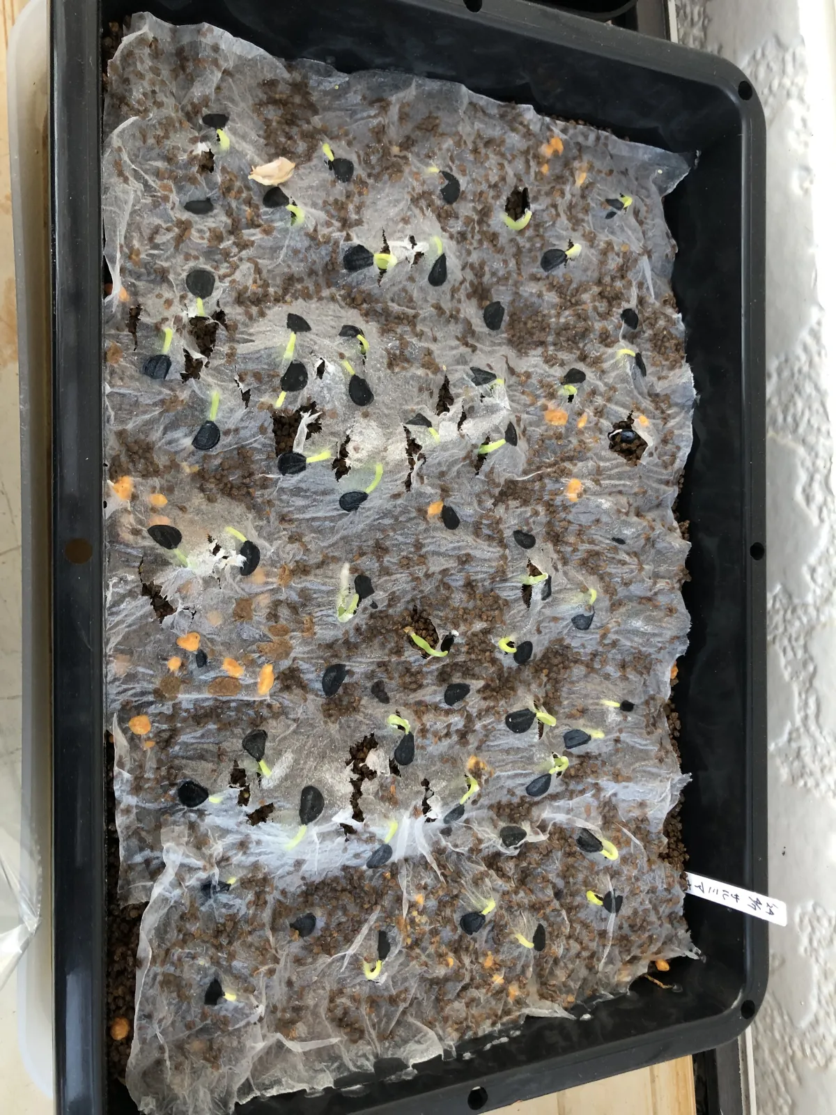 Agave salmiana subsp. salmiana (アガベ サルミアナ)