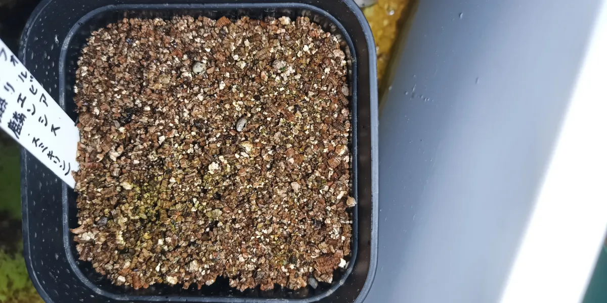 Euphorbia canariensis (ユーフォルビア カナリエンシス)