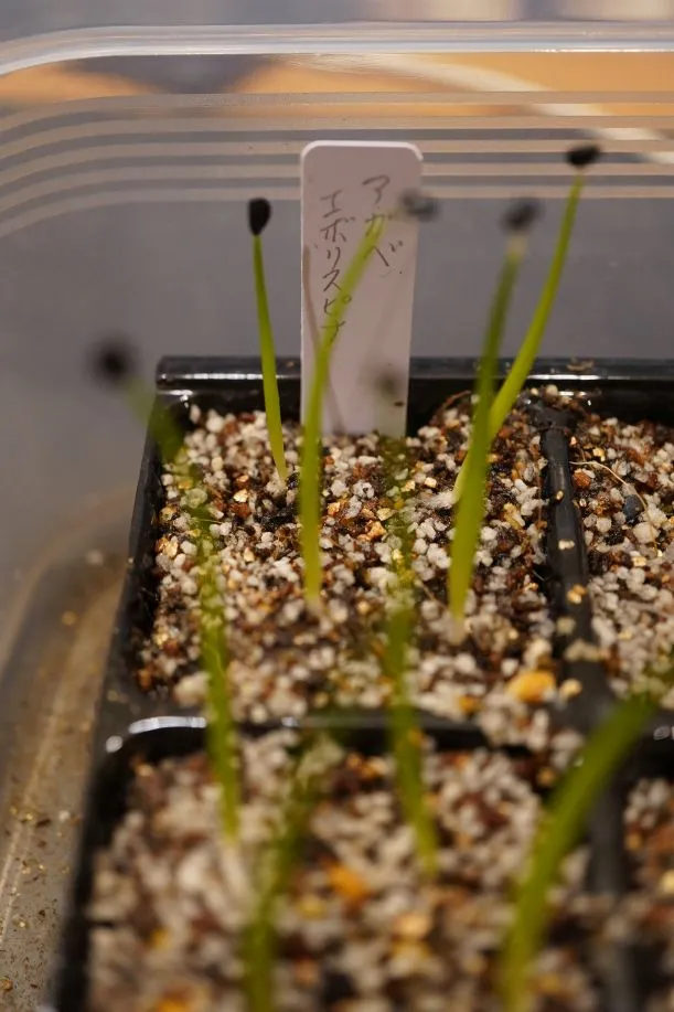 Agave utahensis var. eborispina (アガベ エボリスピナ)