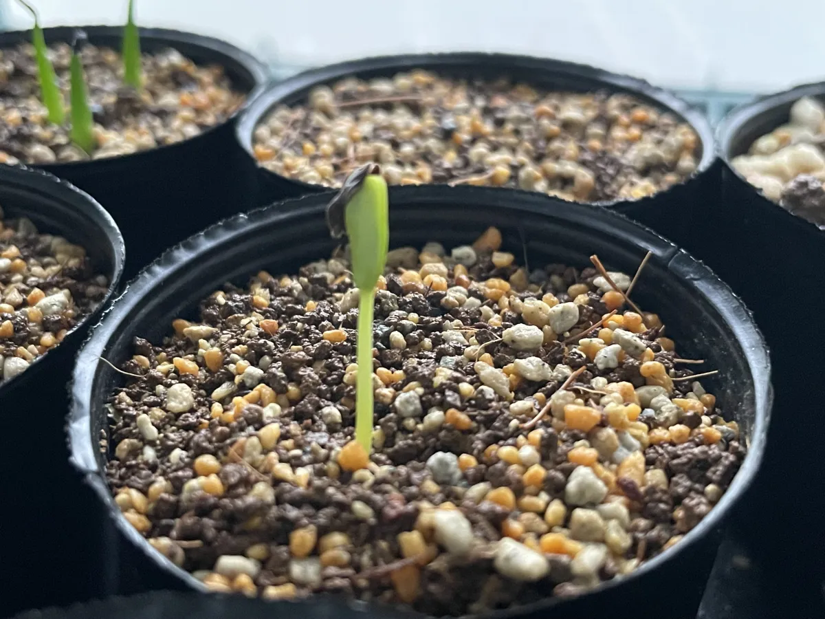 Senna meridionalis (センナ メリディオナリス)