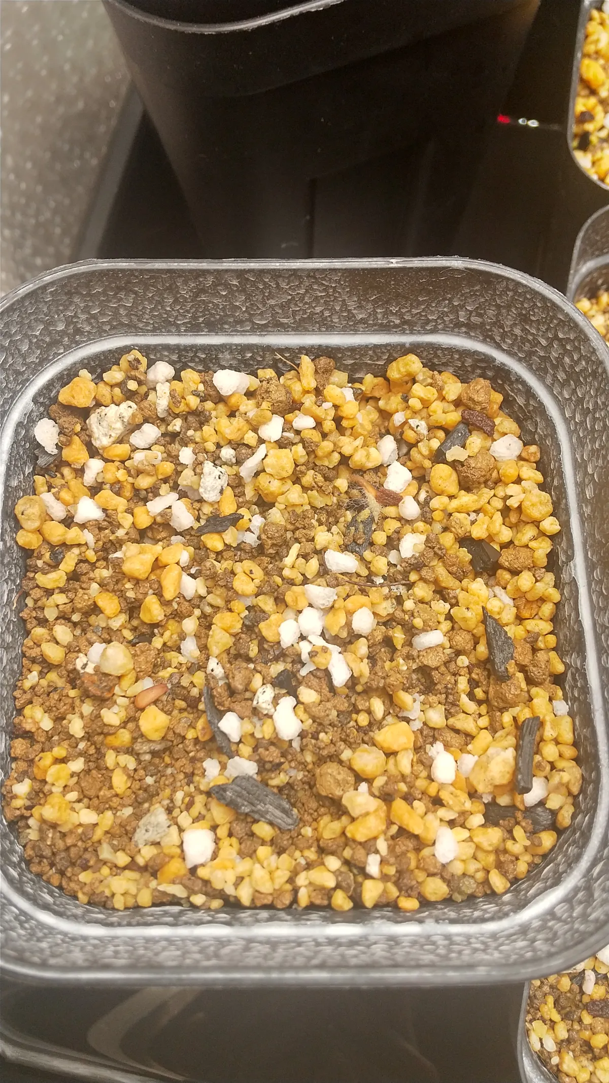 Pachypodium rosulatum var. inopinatum (パキポディウム イノピナツム)