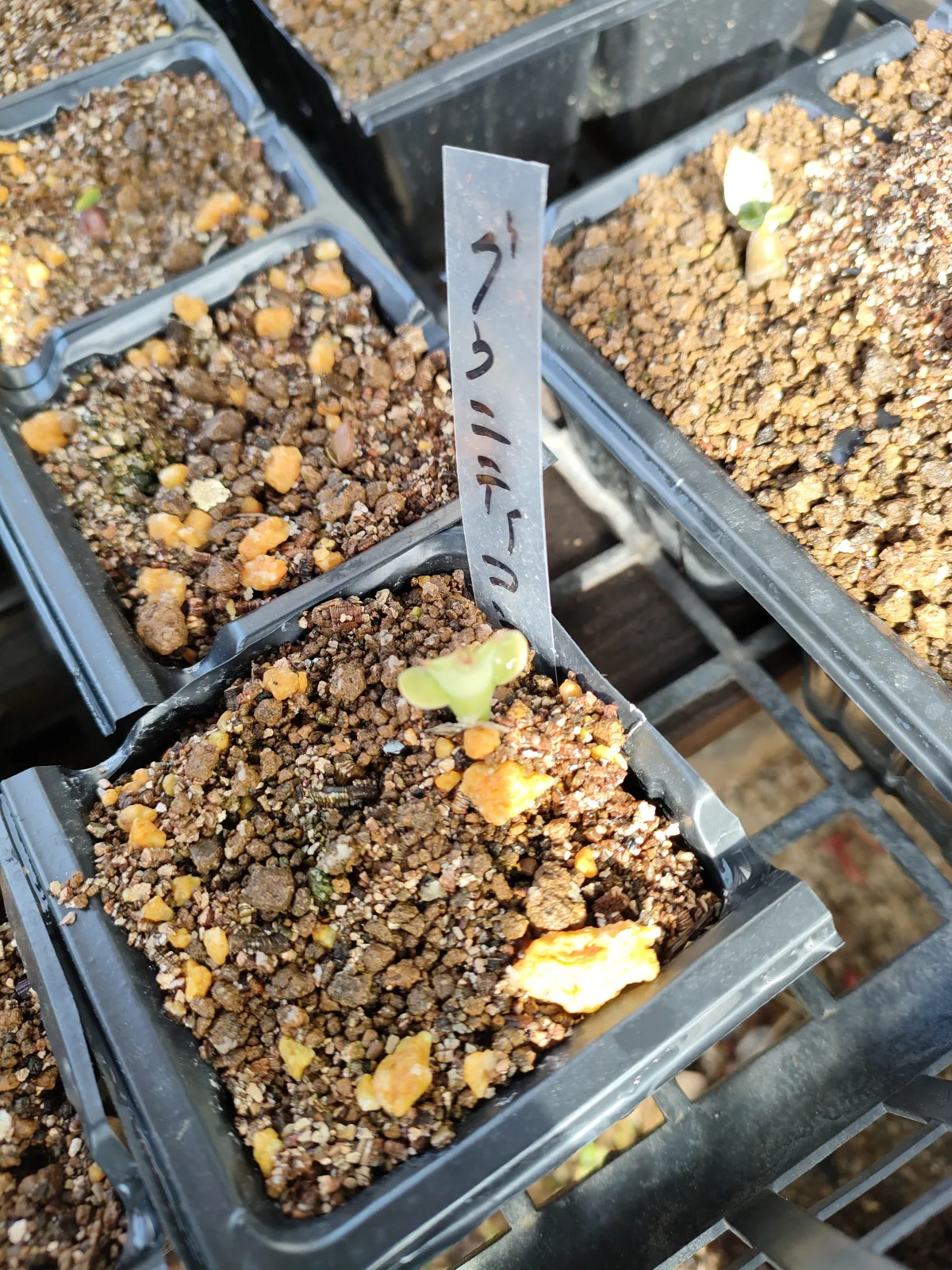 Euphorbia graniticola (ユーフォルビア グラニティコラ)