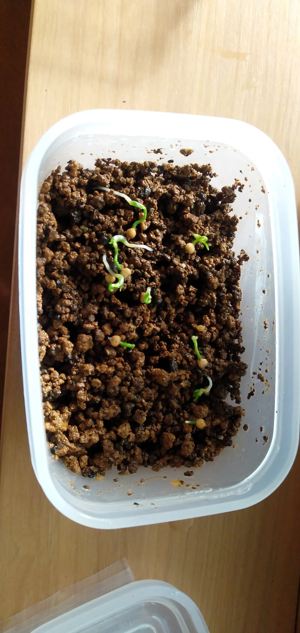 Dasylirion serratifolium (ダシリリオン セラティフォリウム)