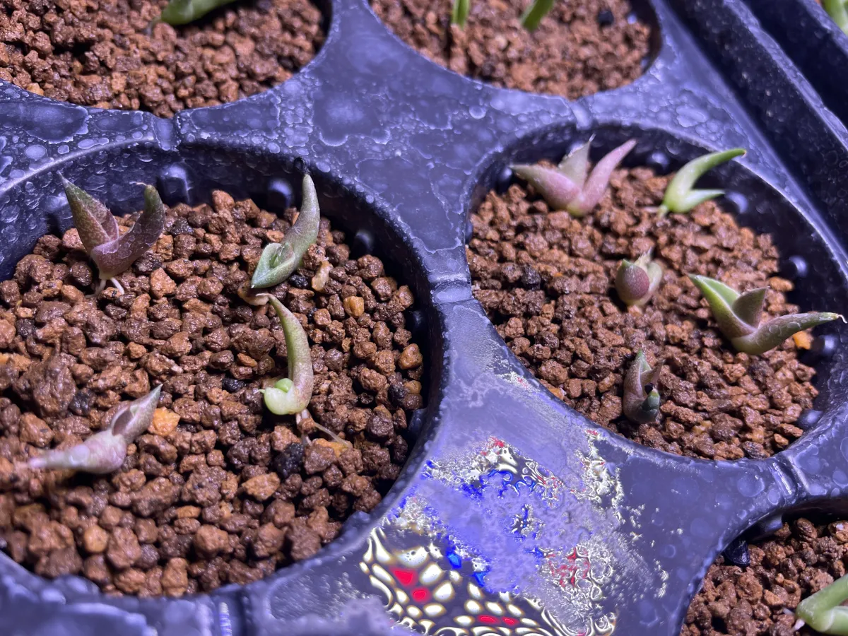 Agave oteroi (アガベ オテロイ)