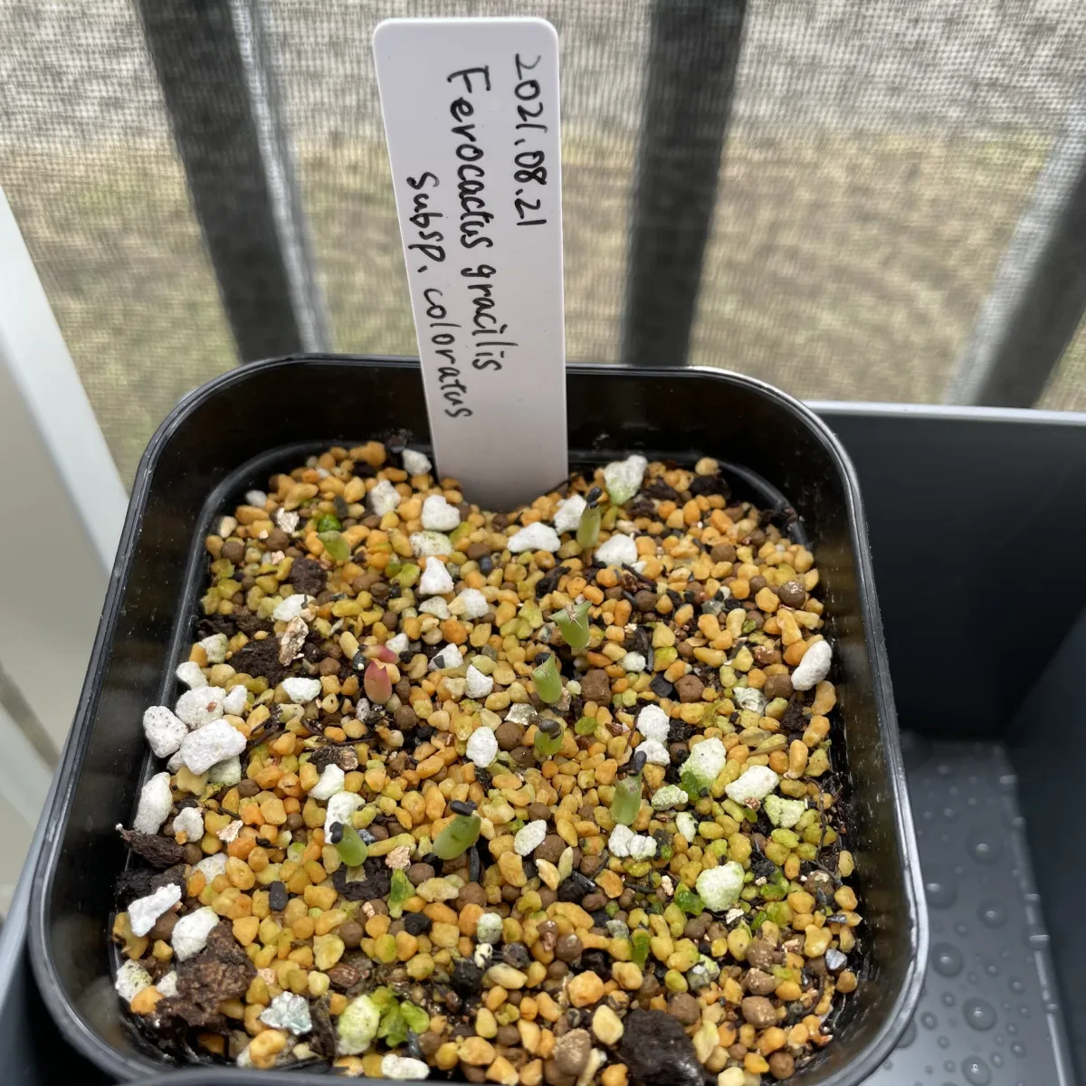 Ferocactus gracilis subsp. coloratus subsp. coloratus (フェロカクタス コロラタス)