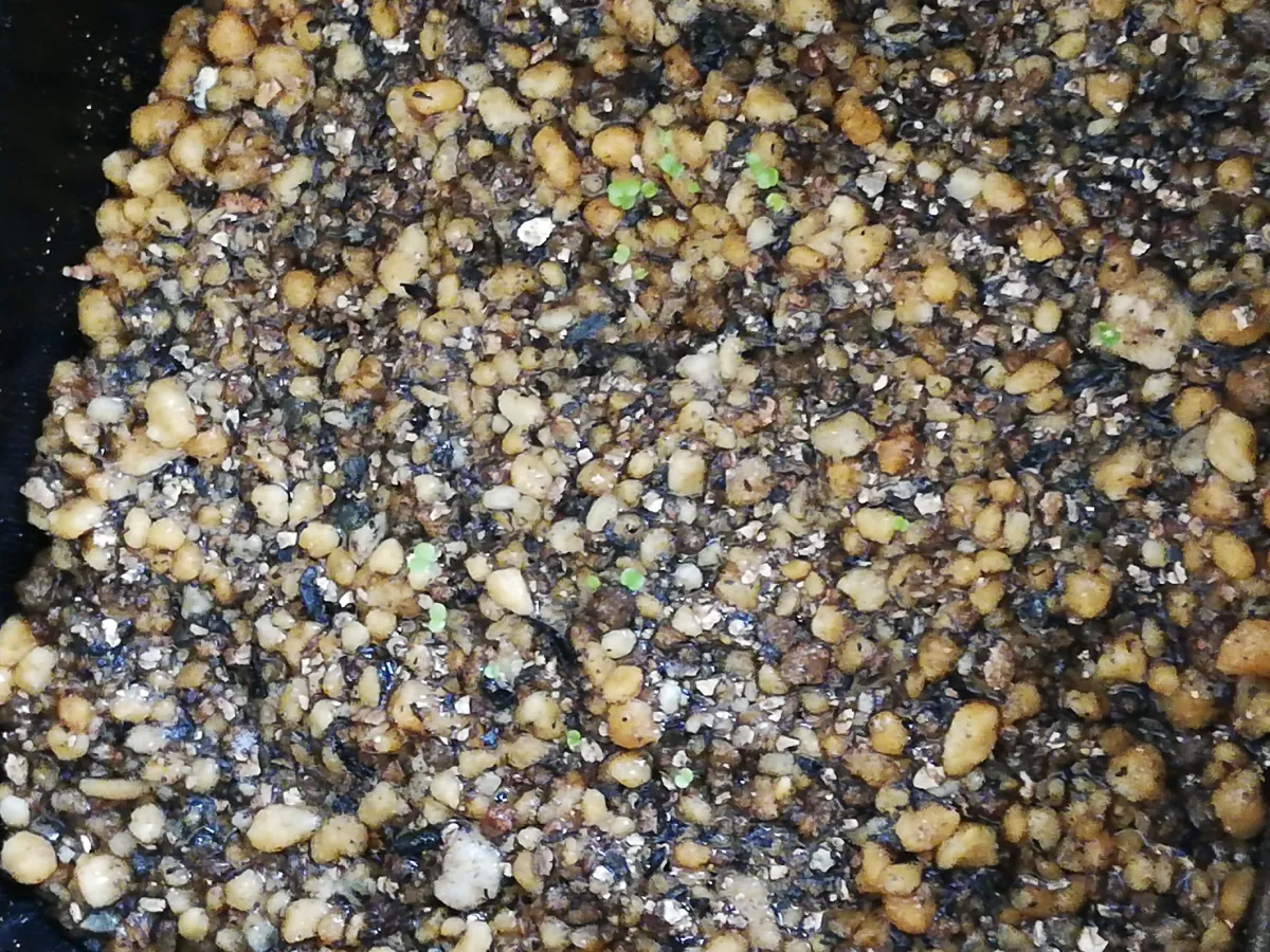 Echeveria laui La Roseta (エケベリア ラウイ)