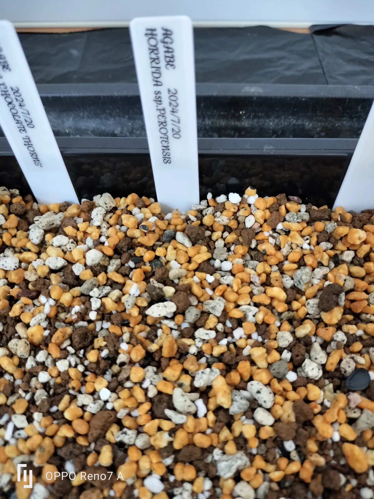 Agave horrida subsp. perotensis (アガベ ペロテンシス)