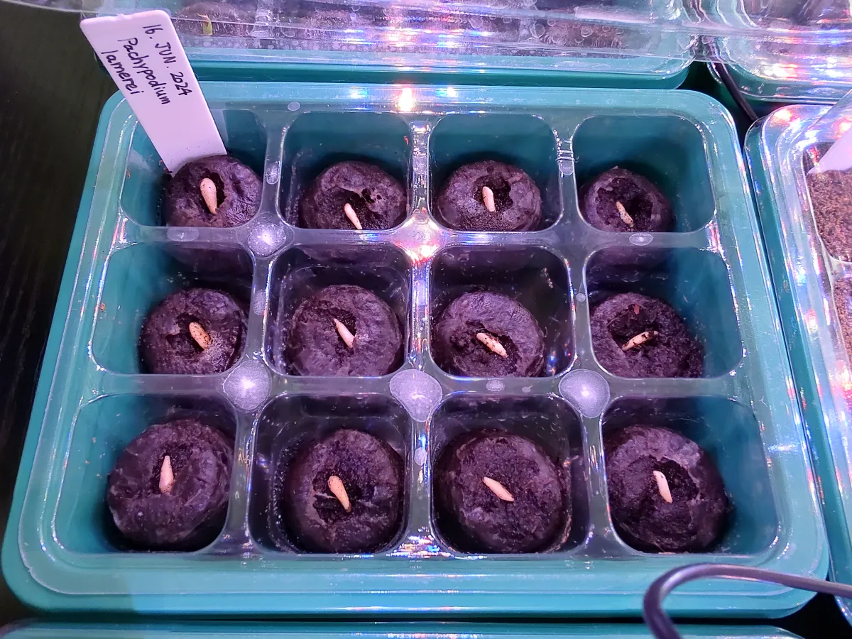 Pachypodium lamerei (パキポディウム ラメレイ 夢叶棒)