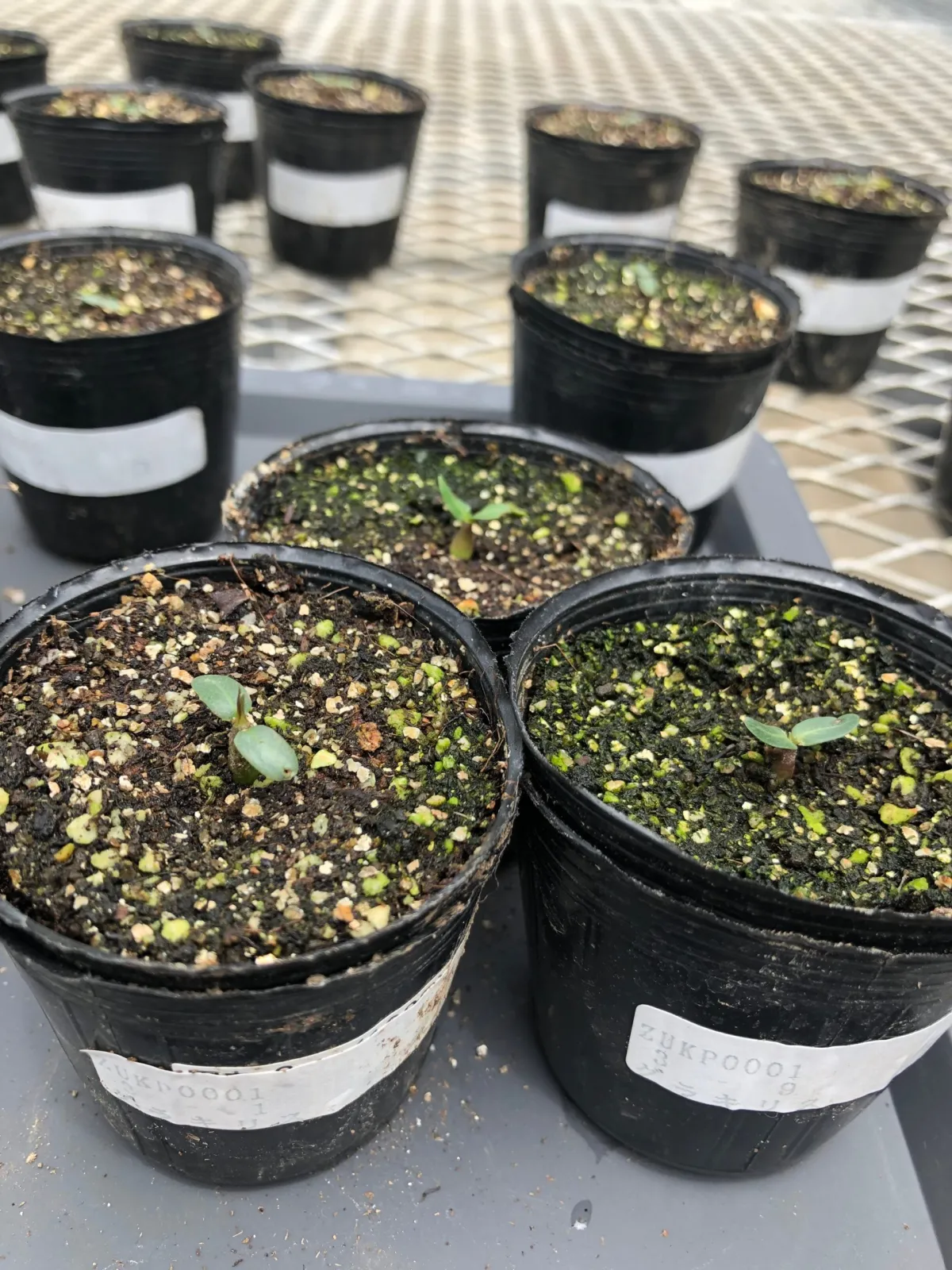 Pachypodium rosulatum var. gracilius (パキポディウム グラキリス)