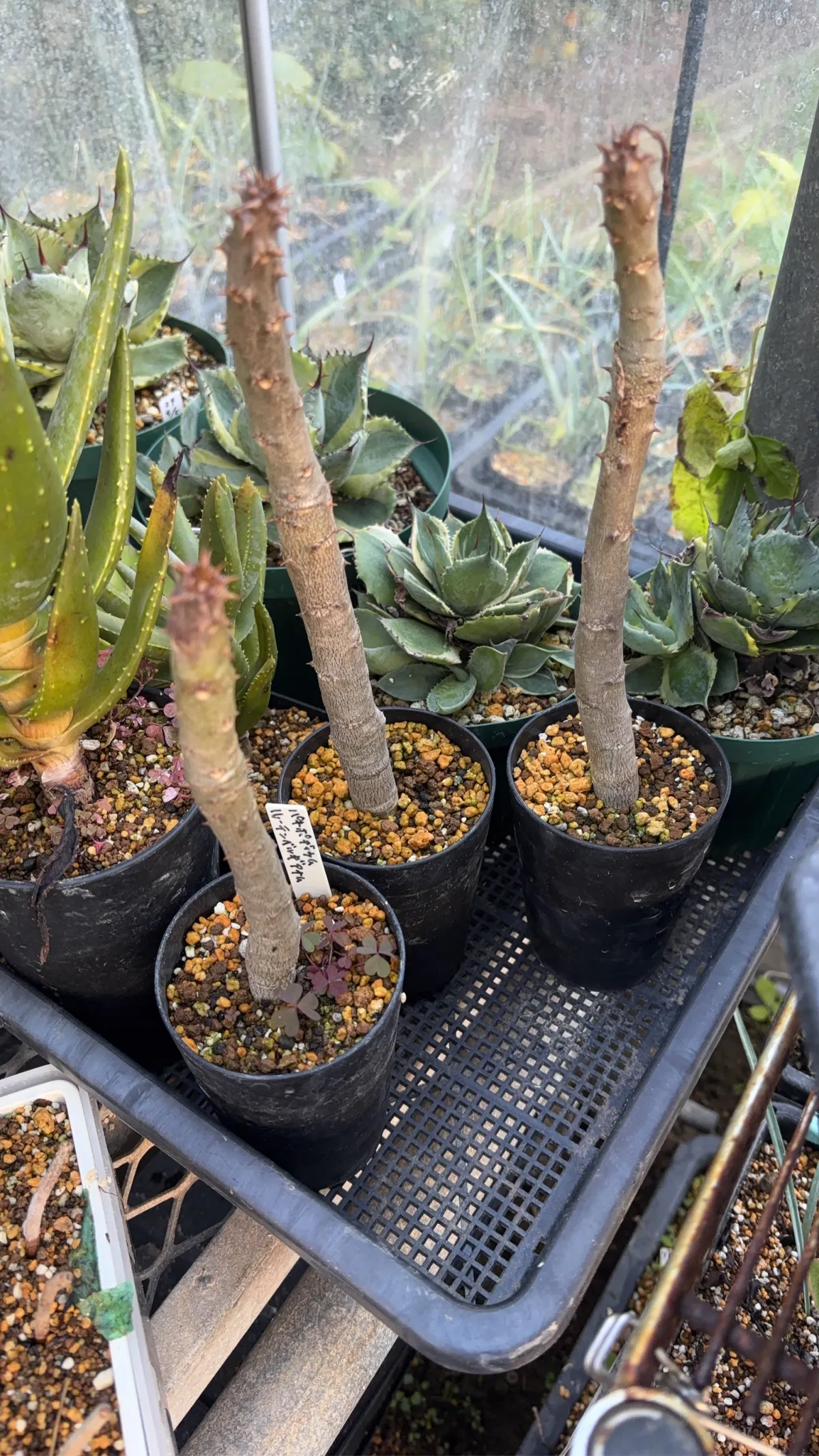 Pachypodium rutenbergianum var. rutenbergianum (パキポディウム ルテンベルギアナム)