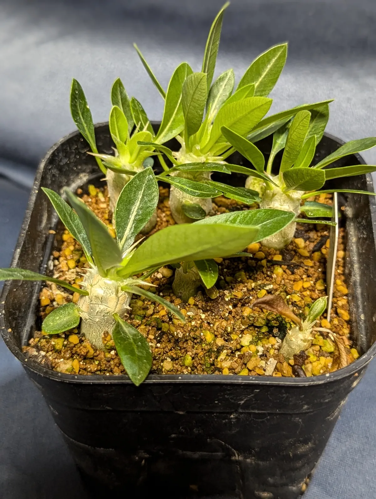 Pachypodium brevicaule subsp. leucoxanthum (パキポディウム レウコキサンツム)