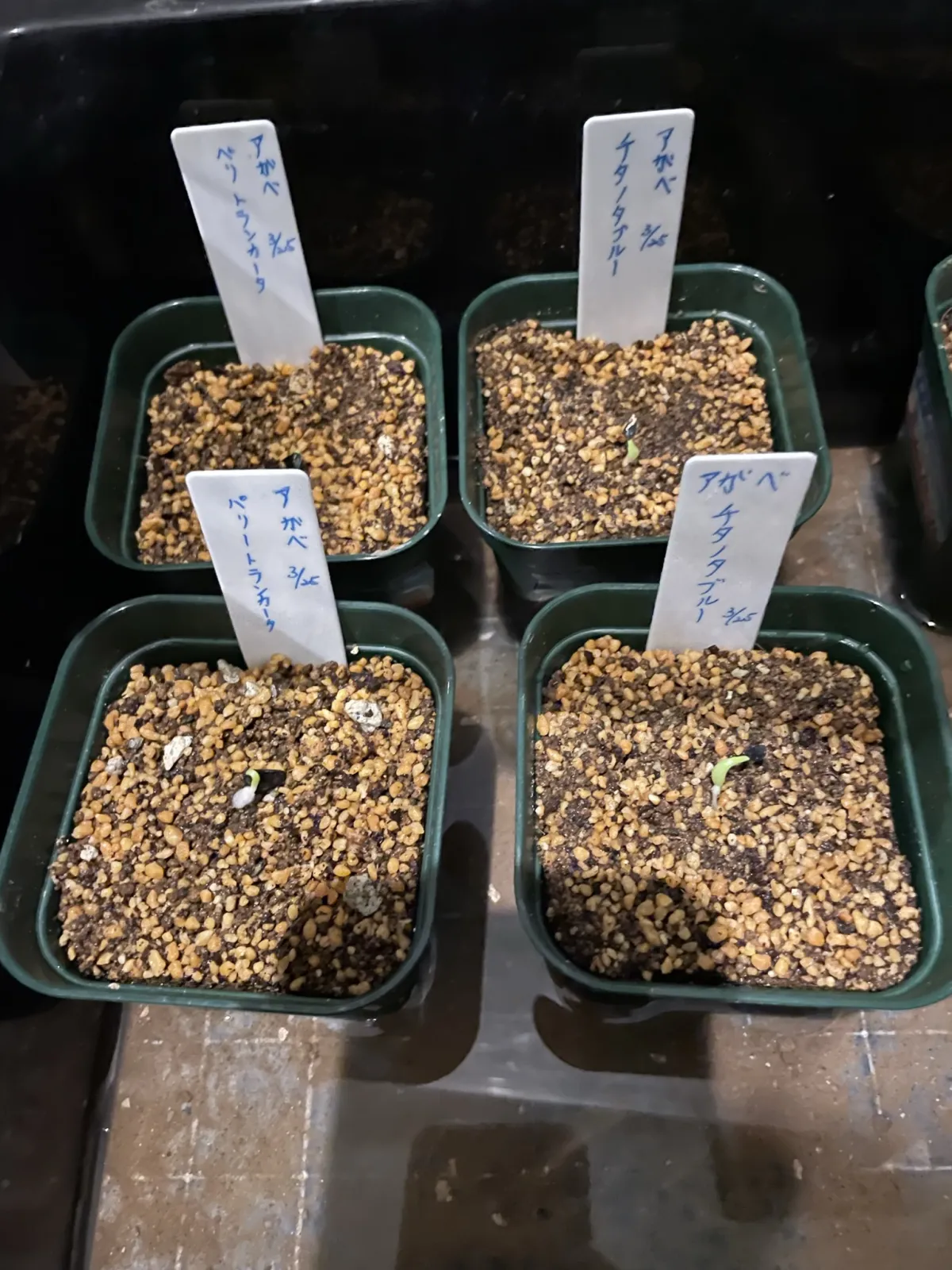 Agave titanota 'Blue' (アガベ チタノタブルー)