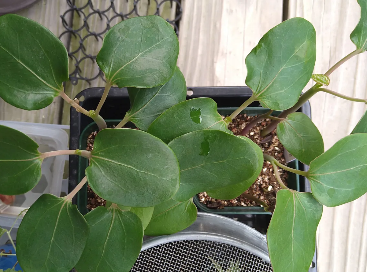 Jatropha podagrica 'Red' (ヤトロファ ポダグリカ レッド 'サンゴ油桐')
