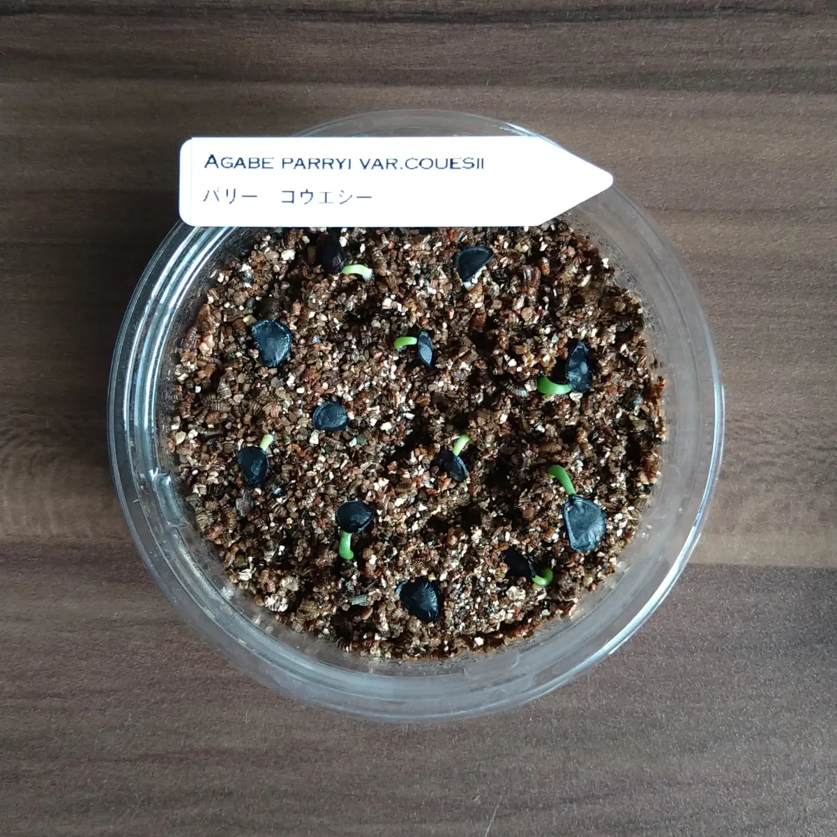 Agave parryi var. couesii (アガベ コウエシー)