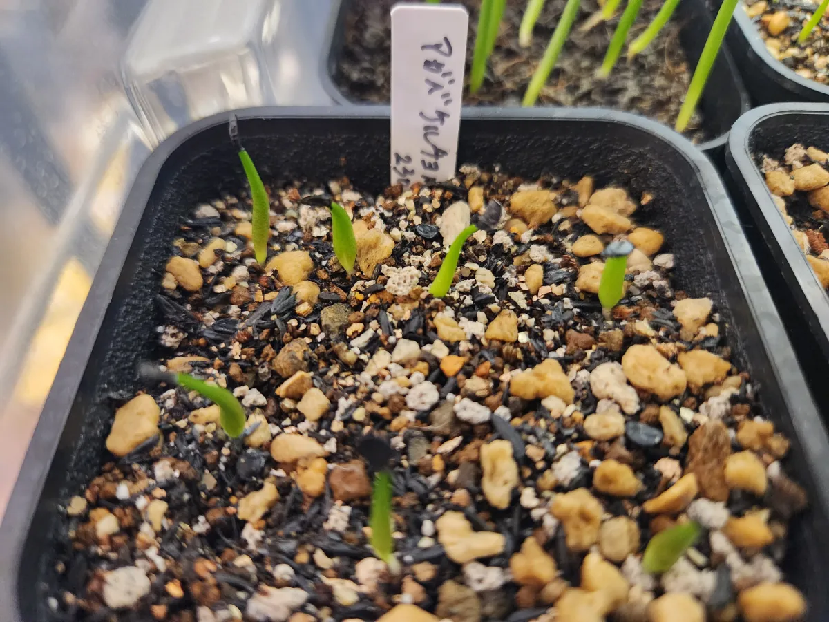 Agave kerchovei (アガベ ケルチョベイ)