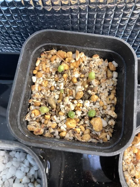 Astrophytum asterias (アストロフィツム アステリアス 兜)