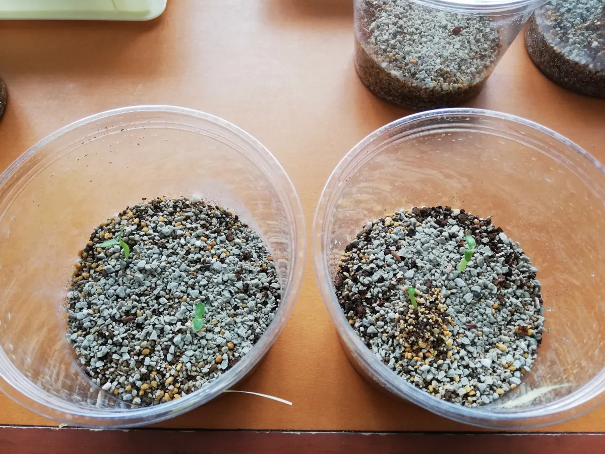 Pachypodium densiflorum var. densiflorum (パキポディウム デンシフローラム)