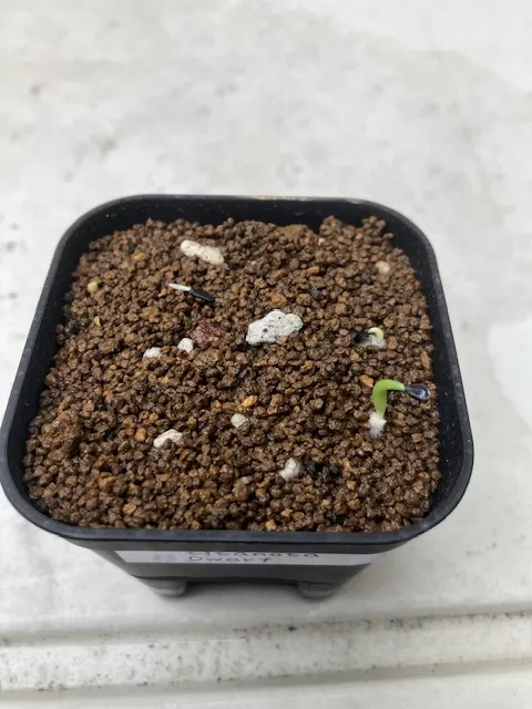 Agave titanota (アガベ チタノタ ドワーフ)