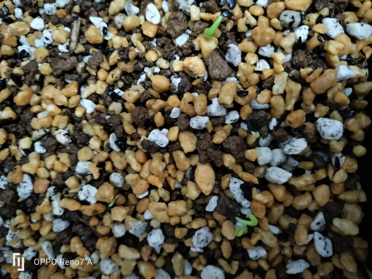 Agave titanota (アガベ チタノタ ドワーフ)