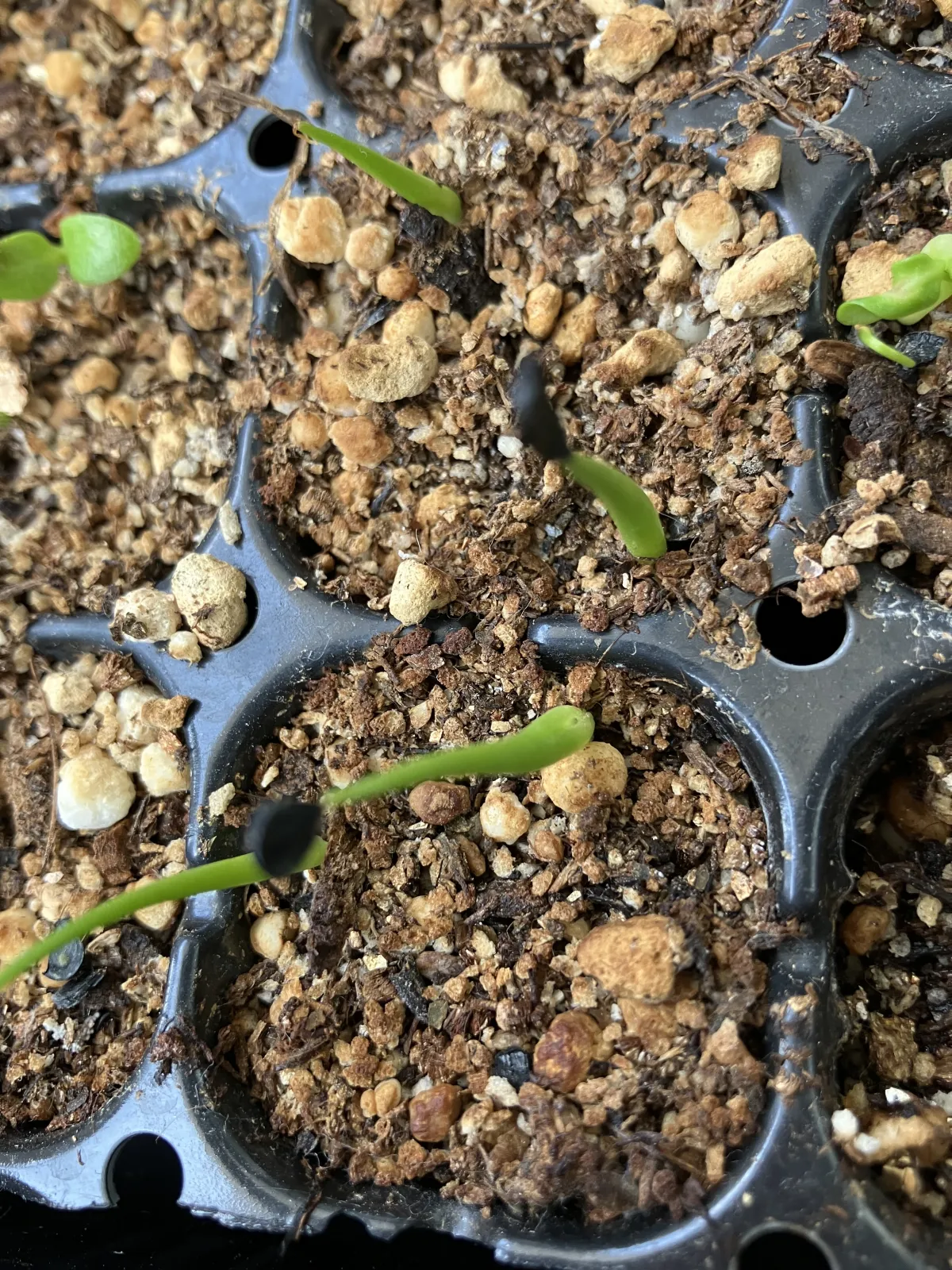 Agave utahensis var. eborispina (アガベ エボリスピナ)