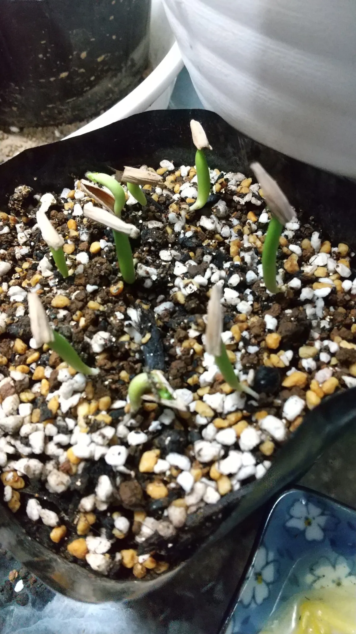 Adenium somalense var. somalense (アデニウム ソマレンセ)