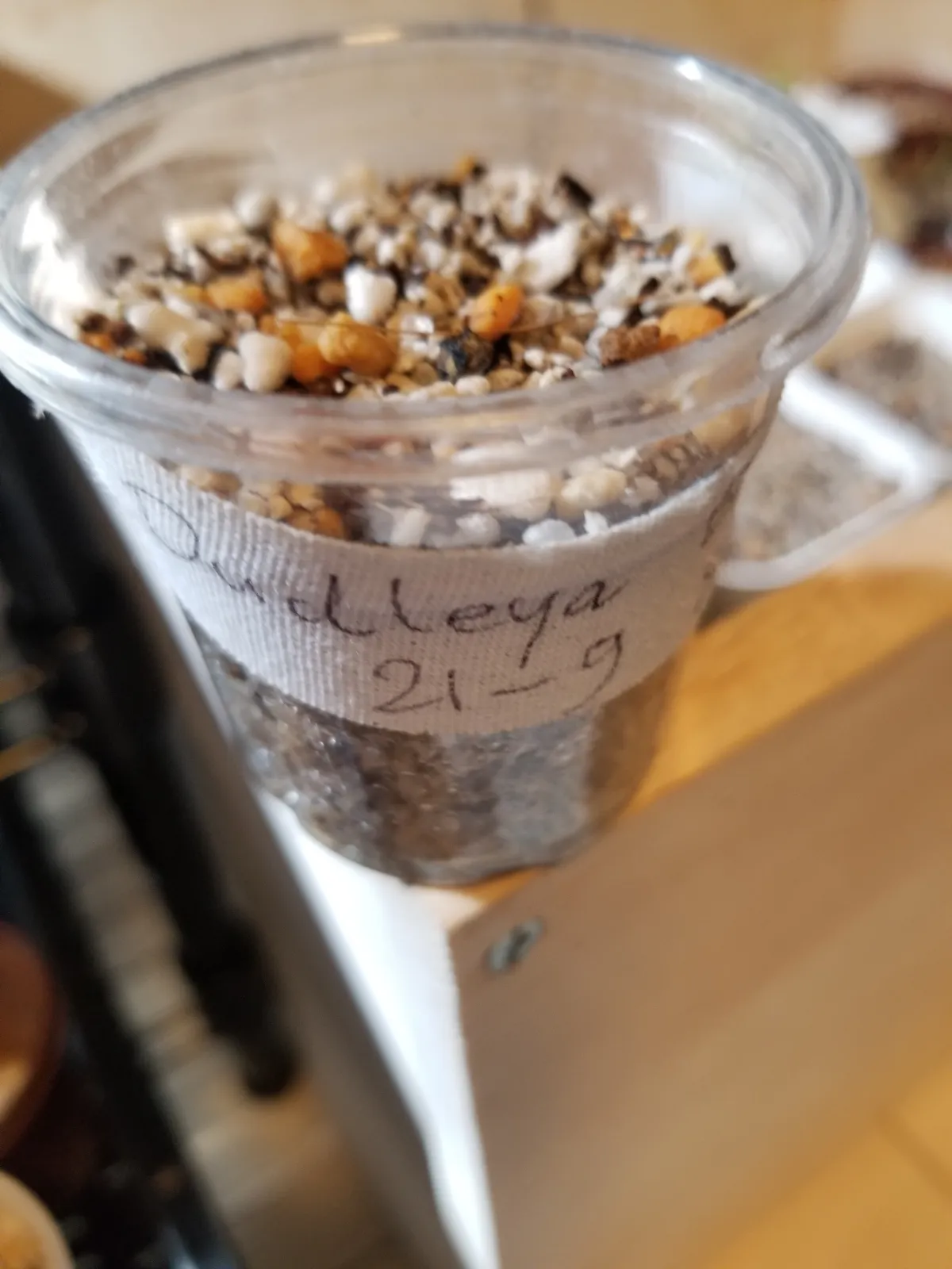 Dudleya brittonii (ダドレヤ ブリトニー)