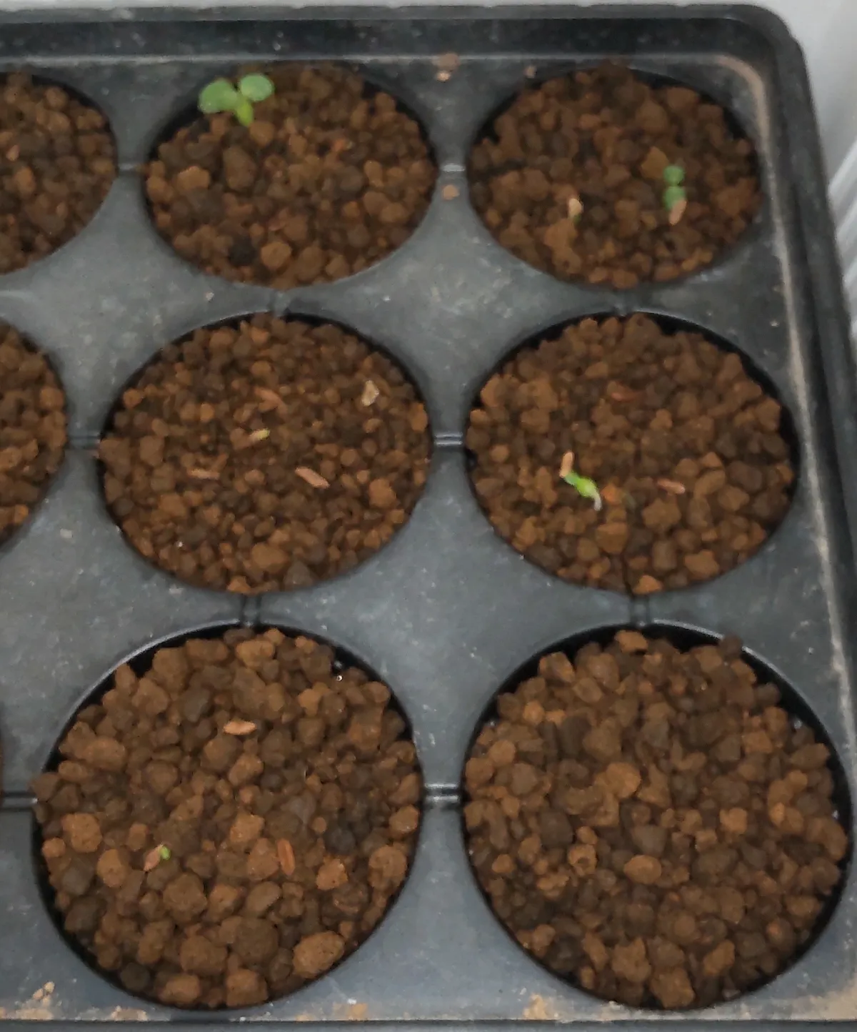 Pachypodium brevicaule subsp. leucoxanthum (パキポディウム レウコキサンツム)