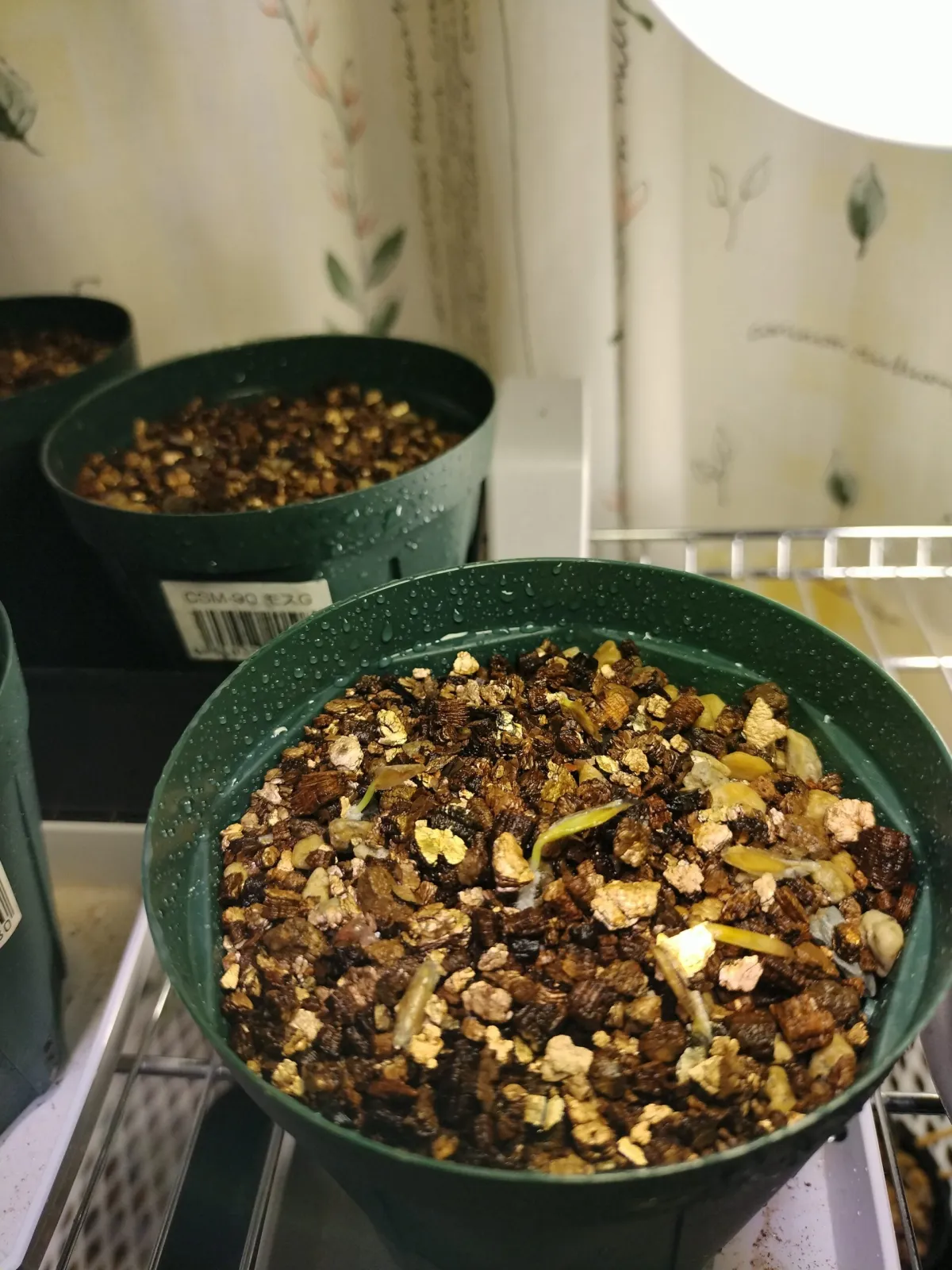 Fouquieria columnaris (フォークイエリア コルムナリス 観峰玉)