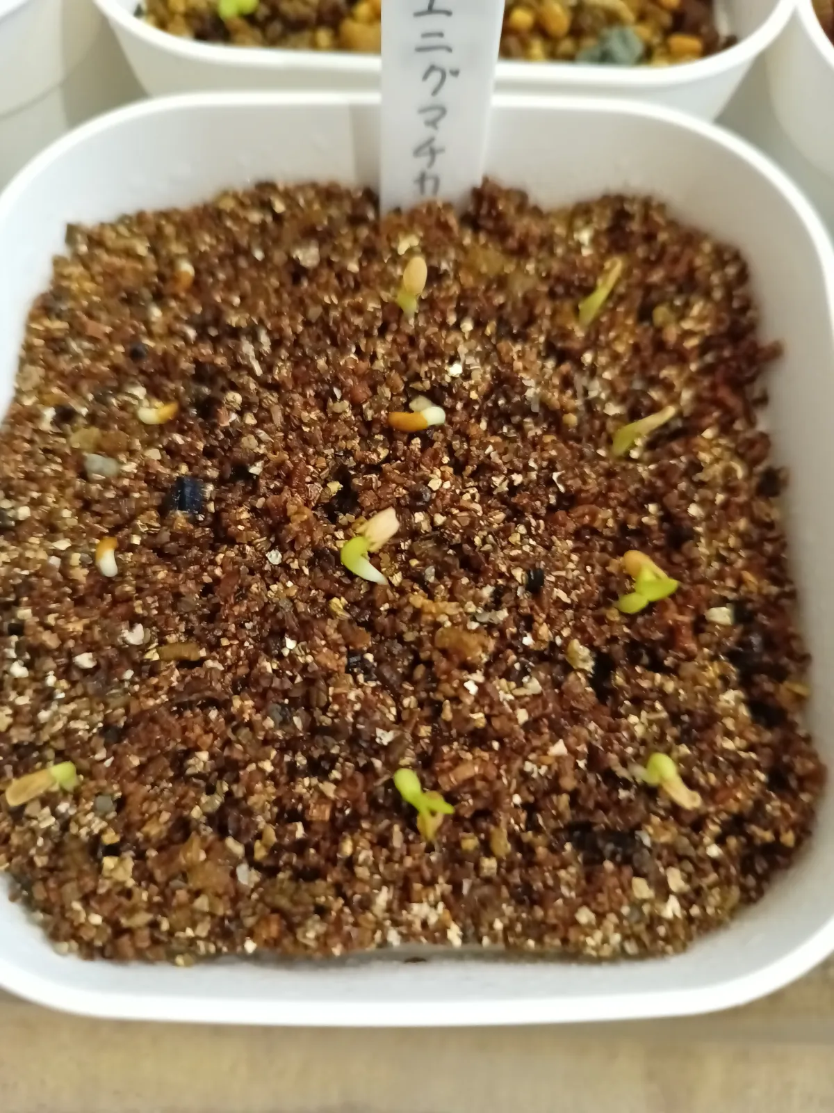 Pachypodium enigmaticum (パキポディウム エニグマチカム)