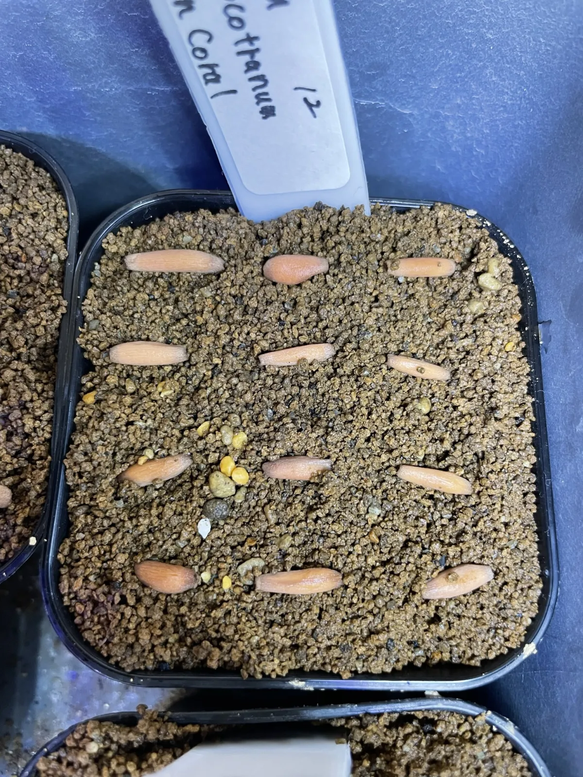Adenium obesum Golden Coral (アデニウム タイソコトラナムゴールデンコーラル)