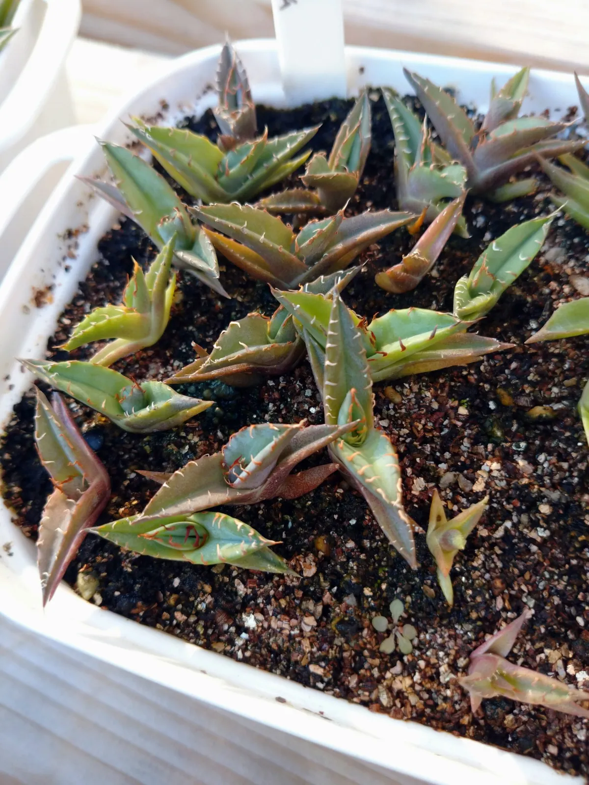 Agave ghiesbreghtii 'Purpusorum' (アガベ パルプソーラム)