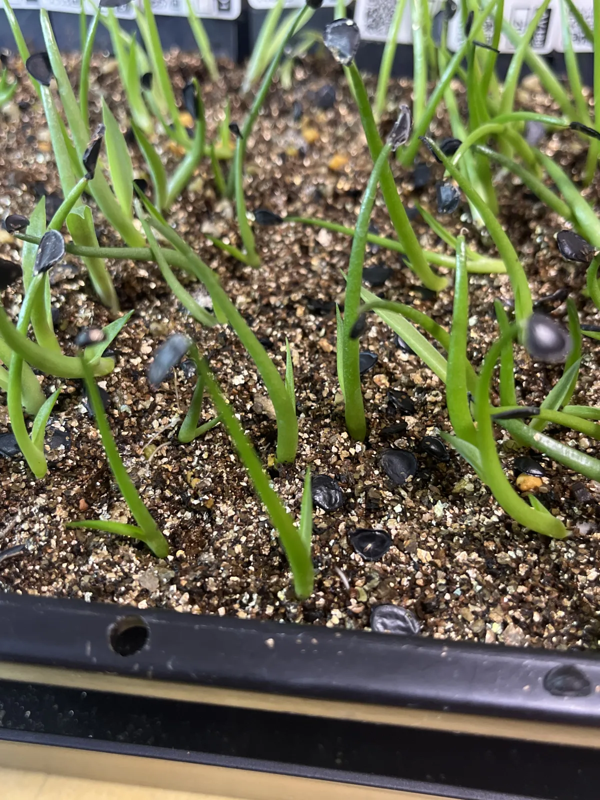 Agave americana (アガベ トリマンブルー)