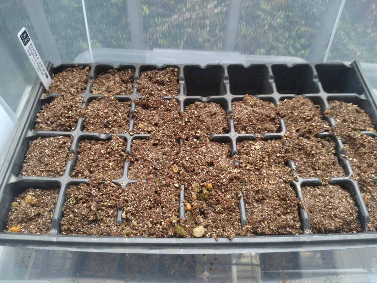 Strelitzia reginae (ストレリチア レジーナ)