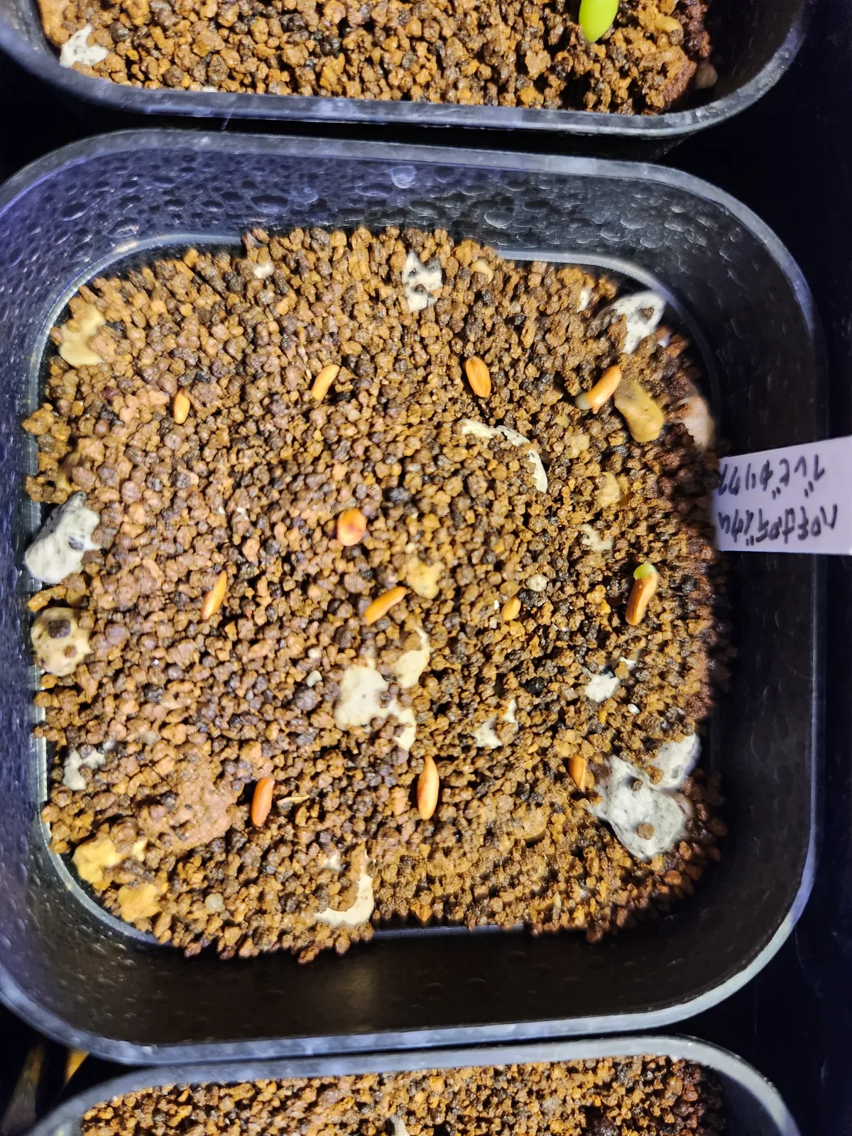 Pachypodium densiflorum var. brevicalyx (パキポディウム ブレビカリックス)